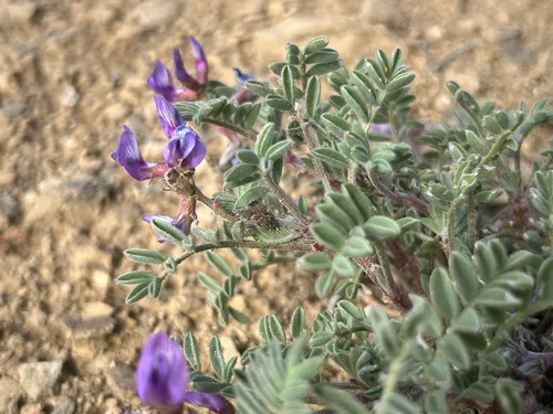 Green River Milkvetch — photo by once-ler