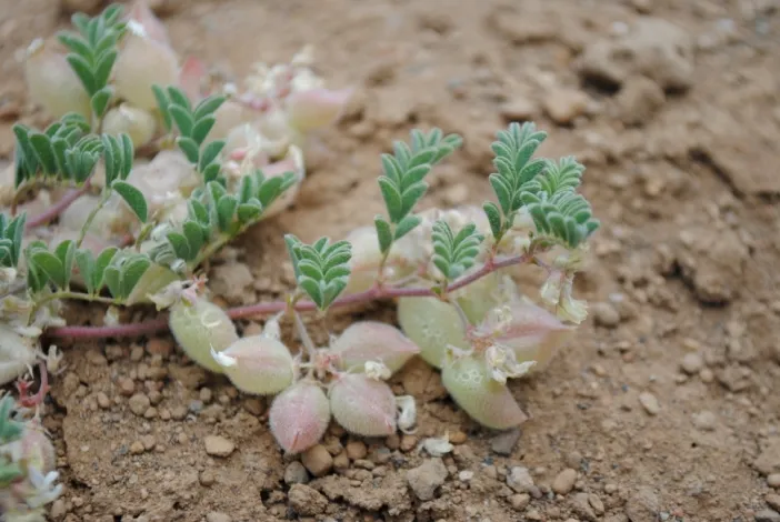 Suksdorf's Milkvetch (var. suksdorfii) — photo by Anthony Baniaga