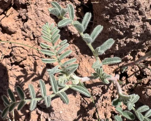 Trinidad Milkvetch — photo by FrontRangeWildflowers