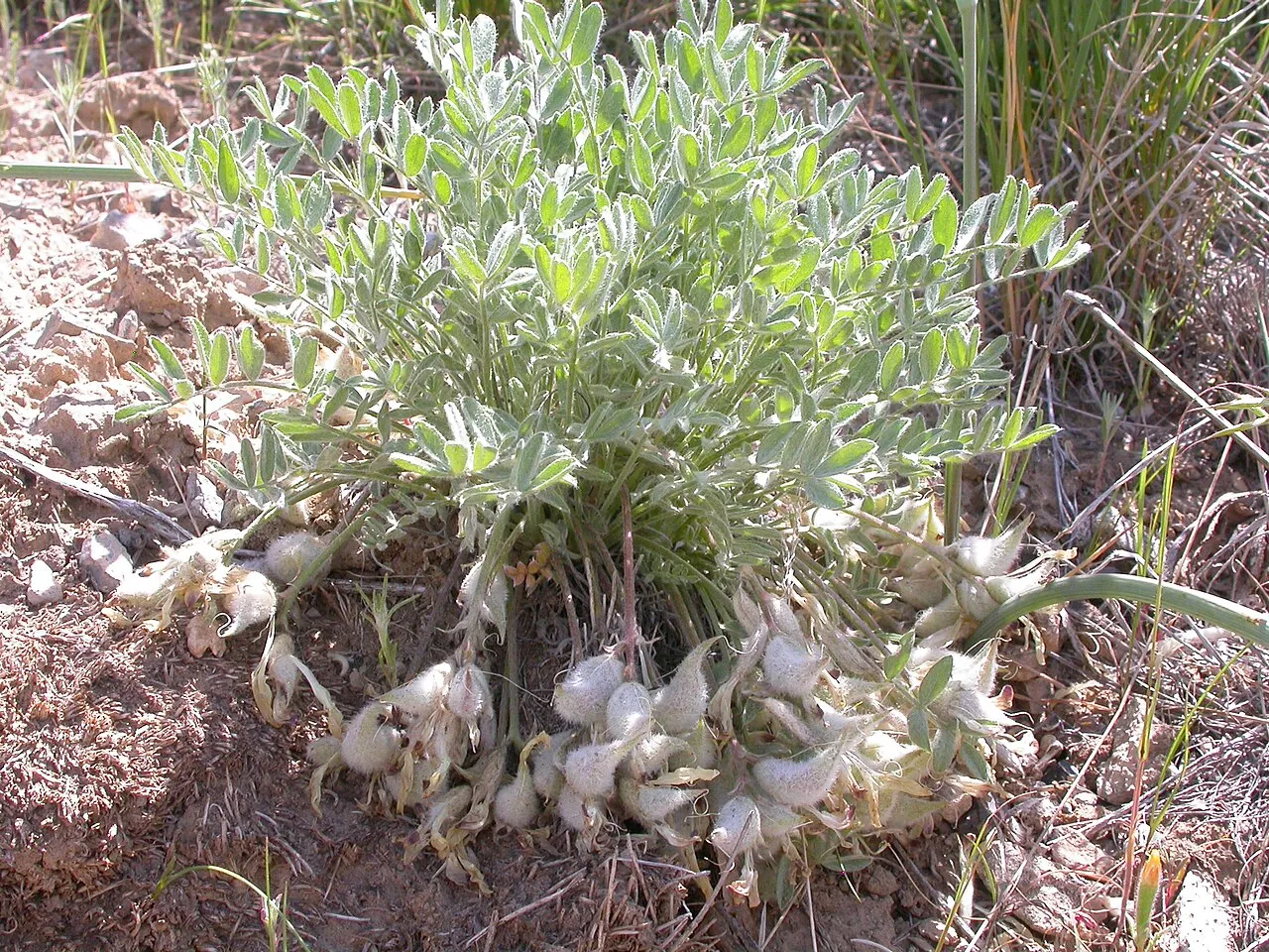 Woollypod Milkvetch (var. glareosus) — photo by Matt Lavin from Bozeman, Montana, USA