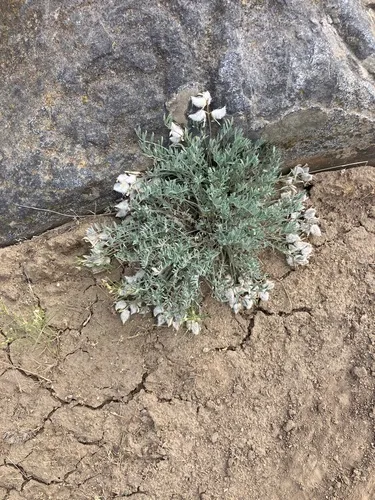 Woollypod Milkvetch — photo by Scott Gilmore