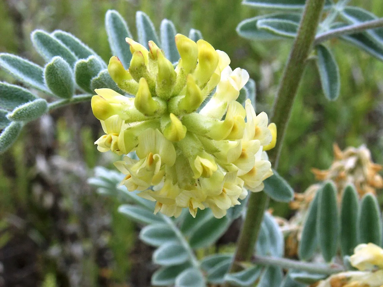Marsh Milkvetch (var. lanosissimus) — photo by Pacific Southwest Region USFWS from Sacramento, US
