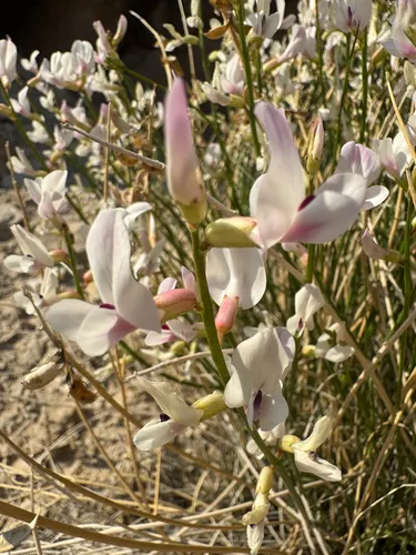 San Rafael Milkvetch — photo by Parker James Lloyd