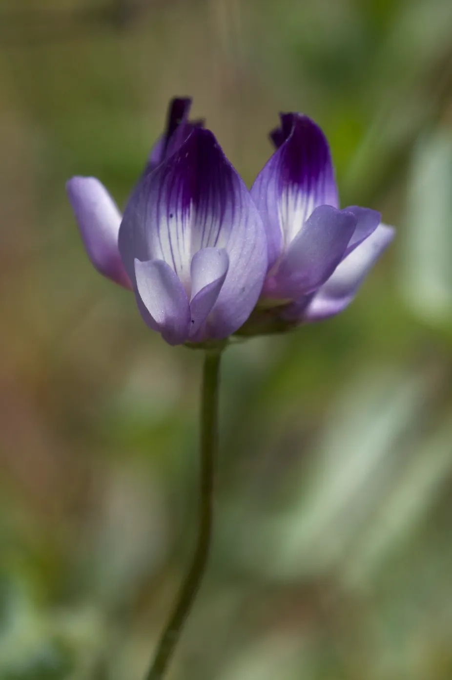 Jepson's Milkvetch (var. jepsonianus) — photo by Eric in SF