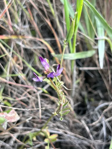 Rattan's Milkvetch (var. rattanii) — photo by anyabaphna
