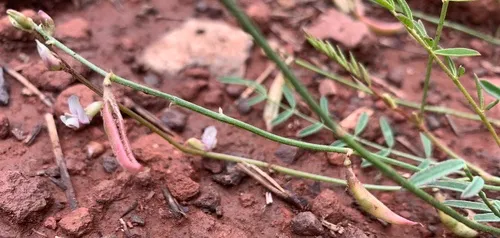 Recurved Milkvetch — photo by mark-groeneveld
