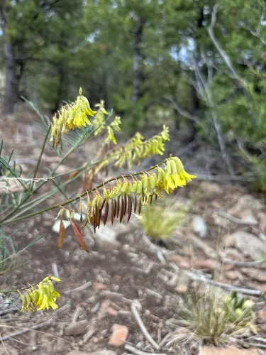Ripley's Milkvetch — photo by kstolte