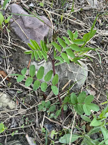 Robbins' Milkvetch — photo by Jemma Gascoyne