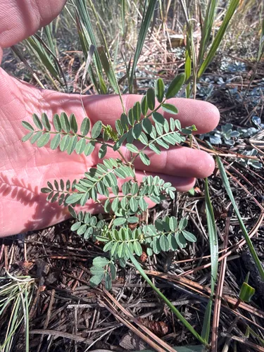 Rusby's Milkvetch — photo by Zach Coury