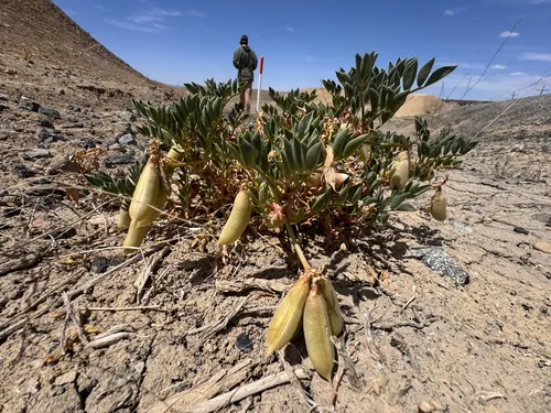 Cisco Milkvetch (var. vehiculus) — photo by Kenzie Anderson-Bell