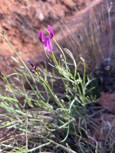 Dinosaur Milkvetch — photo by dlehle