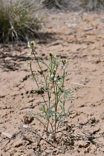 Schmoll's Milkvetch — photo by Matt Langemeier