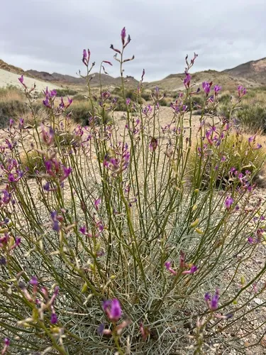Naked Milkvetch (var. serenoi) — photo by Halina North