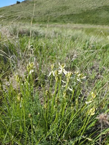 Sheldon's Milkvetch — photo by Rebecca Lexa
