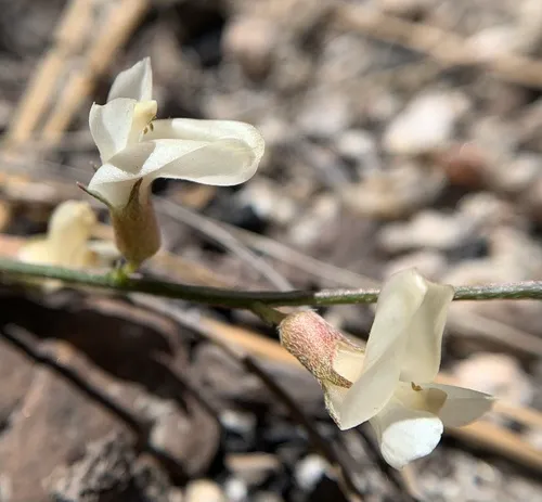 Little Kern Milkvetch — photo by Duncan Bell
