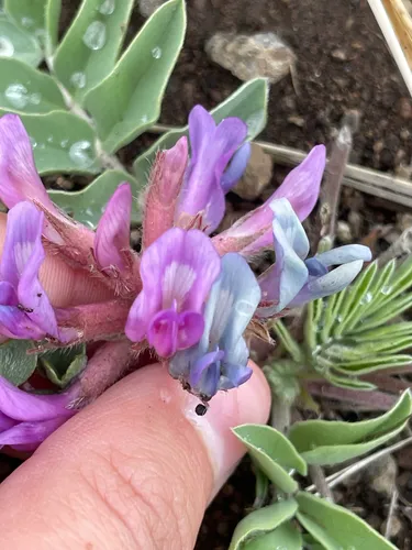 Short's Milkvetch — photo by lailaloves