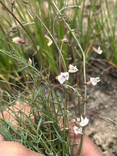 Solitary Milkvetch — photo by sarahmcrandall