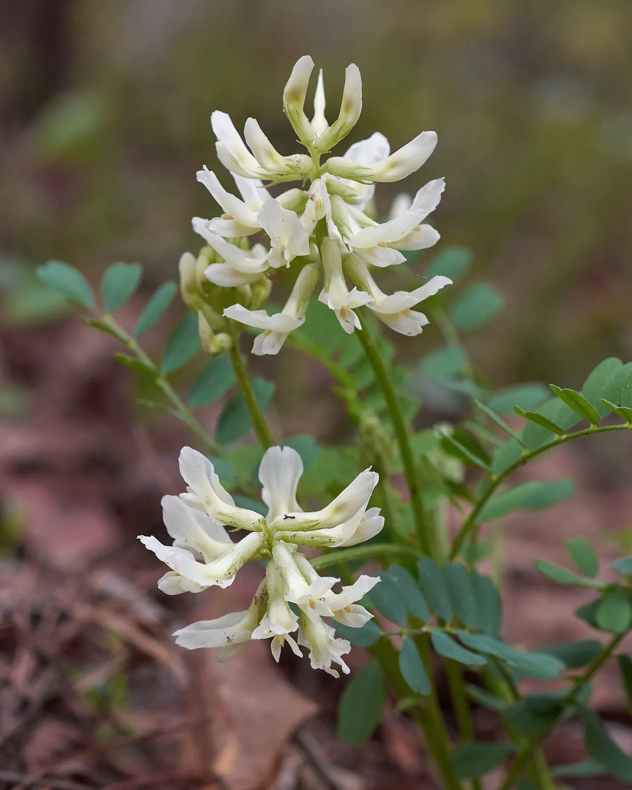 Soxman's Milkvetch — photo by Eric Hunt