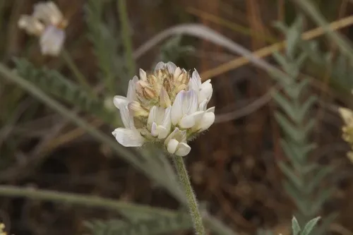 Spalding's Milkvetch — photo by Shawn Brescia