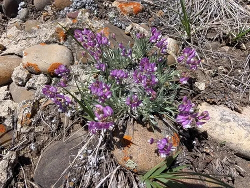 Tufted Milkvetch — photo by Sarah Vinge-Mazer