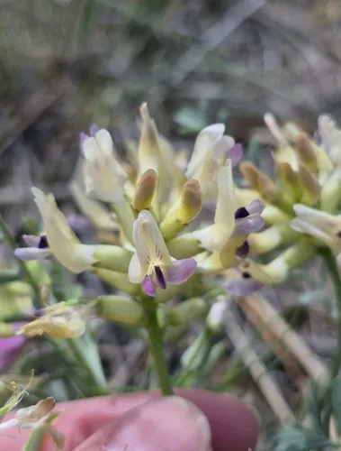 Threadstalk Milkvetch — photo by Sarah L Larson