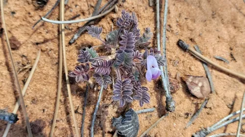 Escarpment Milkvetch — photo by Amanda Barth