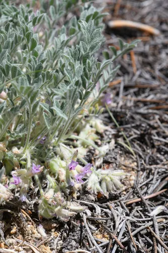 Kern County Milkvetch — photo by Trevor Van Loon