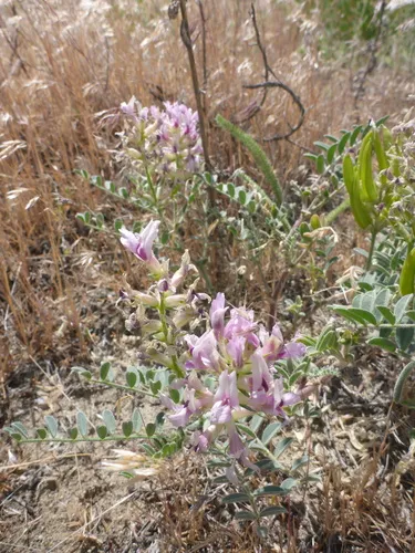 Columbia Milkvetch — photo by Jeff Walker