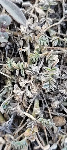 Bastard Milkvetch — photo by Konshau Duman