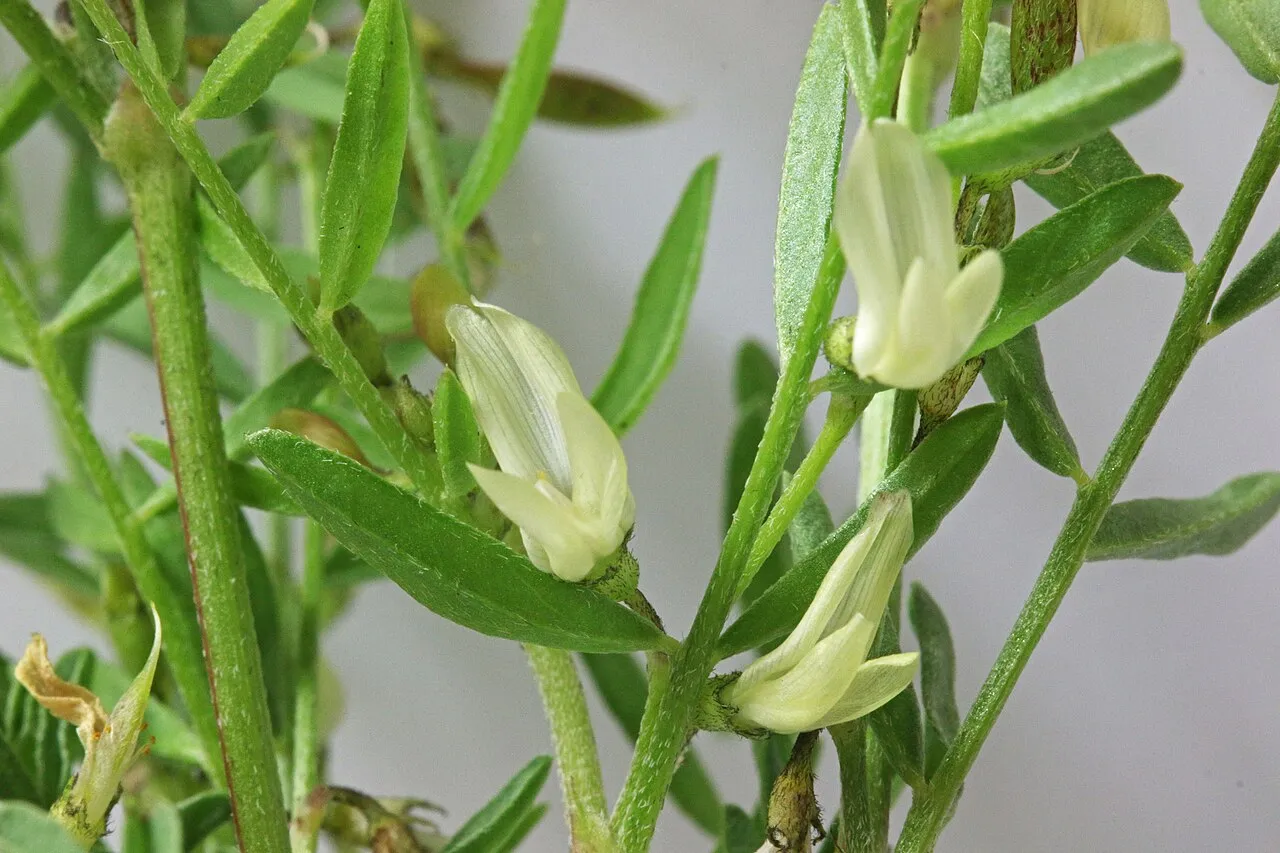 Looseflower Milkvetch — photo by Andrey Zharkikh from Salt Lake City, USA