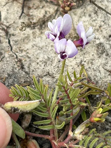Alkali Milkvetch