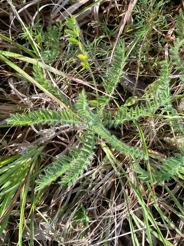Tennessee Milkvetch — photo by Jessica Budke