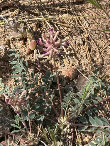 Ashen Milkvetch — photo by kiminak