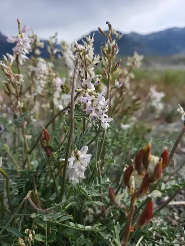 Railhead Milkvetch — photo by Braydon Lake