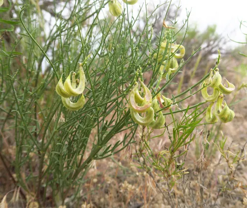 Fourwing Milkvetch — photo by Adam Schneider
