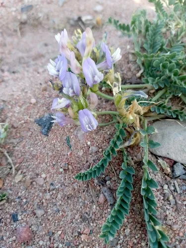 Tibet Milkvetch — photo by saba