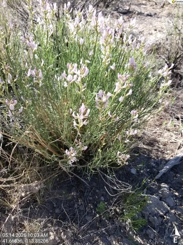 Toano Milkvetch — photo by jmvance30