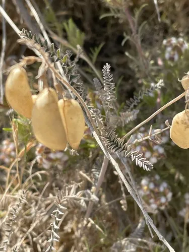 Santa Barbara Milkvetch (var. phoxus) — photo by Alma Delia Giles Guzmán