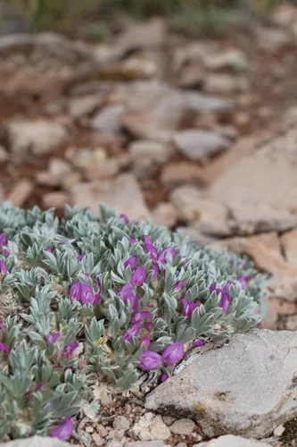 Foothill Milkvetch — photo by Austin Saunders