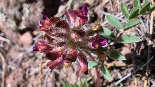 Creeping Milkvetch — photo by Max Licher