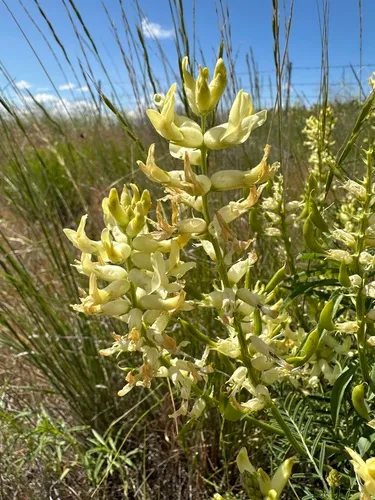 Tweedy's Milkvetch — photo by jareddodson