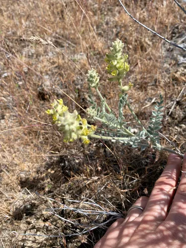 Tygh Valley Milkvetch — photo by danimarshall