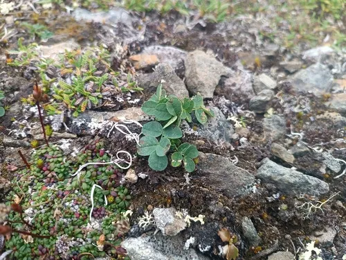 Tundra Milkvetch — photo by Valyaev Dmitry