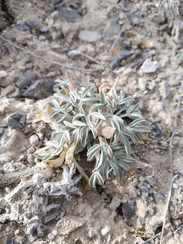 Currant Milkvetch — photo by Janel Johnson