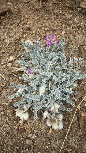 Utah Milkvetch — photo by dimmick04