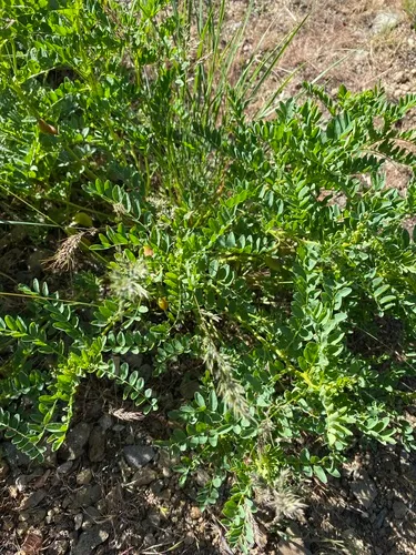 Snake Canyon Milkvetch — photo by Daniel Kennedy