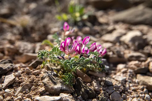 Waterfall's Milkvetch — photo by Kevin Floyd