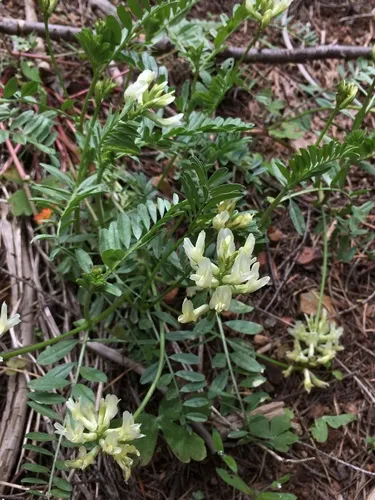 Webber's Milkvetch — photo by Matt Berger
