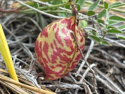 Balloonpod Milkvetch (var. lenophyllus) — photo by Damon Tighe