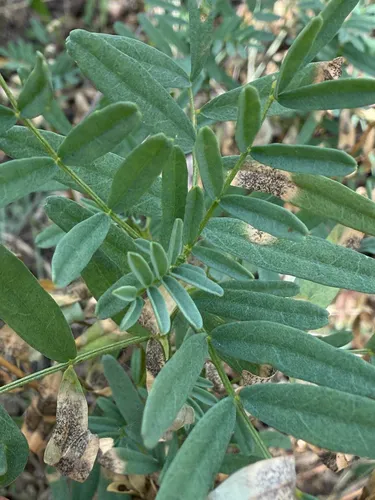 Williams' Milkvetch — photo by Ryan Durand